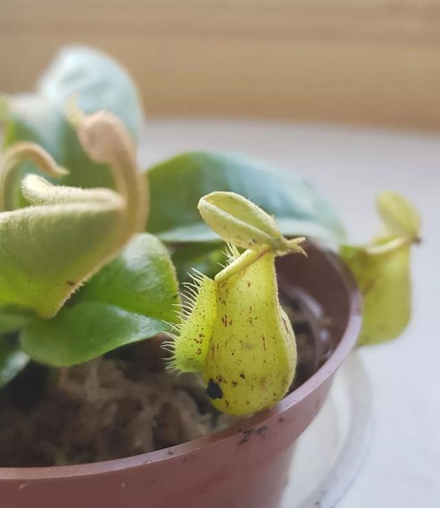 猪笼草 猪笼草（猪笼草简笔画） 生活