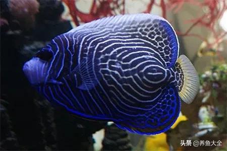 一缸多过滤机