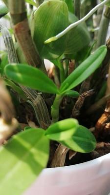 铁皮石斛种植技术 铁皮石斛种植技术（铁皮石斛种植技术和管理） 生活