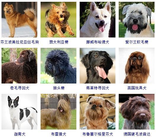 名犬图片大全