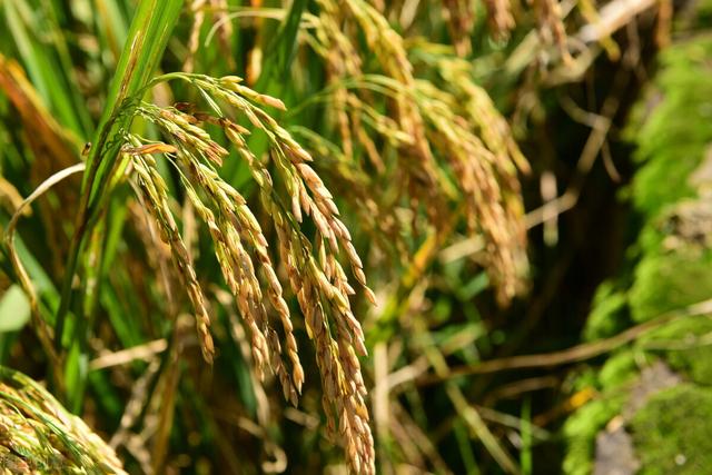记住这个水稻增产叶面肥，控旺增产一季无病害，一亩增产300斤5