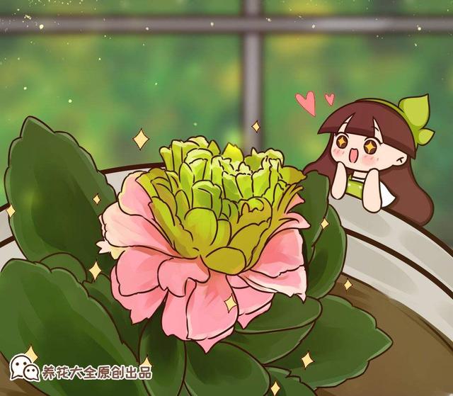 长寿花 长寿花（长寿花不开花光长叶子是什么原因） 生活