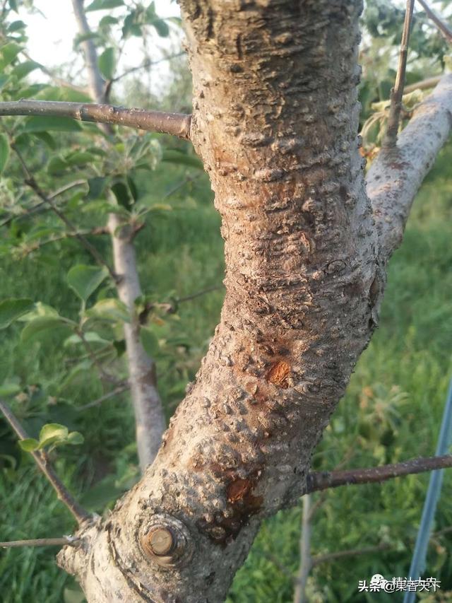 苹果树出水、死枝—干腐病爆发，若不及时治疗，易引果实轮纹病！13