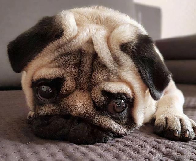 狗狗老流眼泪是怎么回事(狗眼流泪怎么治疗)-艾拉狗狗乐园