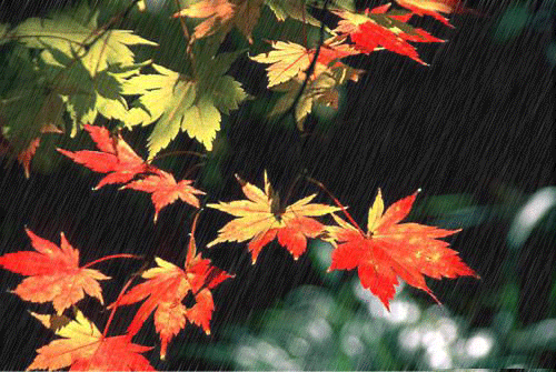 秋 天的 • 雨
