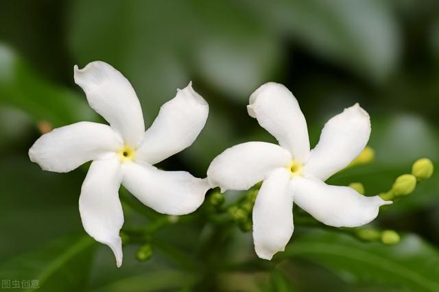 非洲茉莉