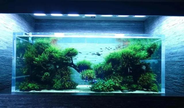 很多朋友家都有鱼缸 但却不知道该往哪里摆 摆错了很难改运 今日热点