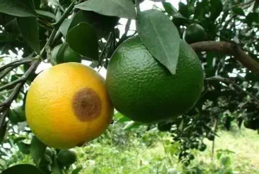 柑橘进入成熟期，吸果夜蛾蠢蠢欲动，果农如何来防治？7