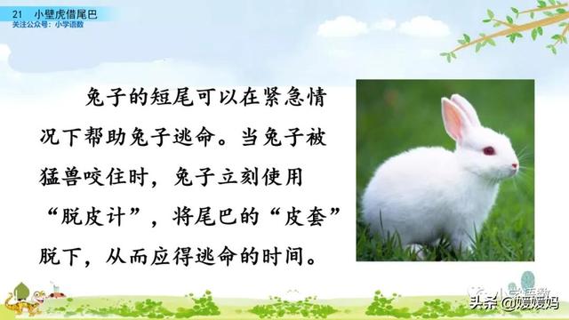 一年级下册语文课文21《小壁虎借尾巴》图文详解及同步练习