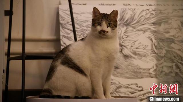 上海这只流浪猫火了 咖啡馆内 持证上岗 一个半月捕获了三只老鼠 全网搜