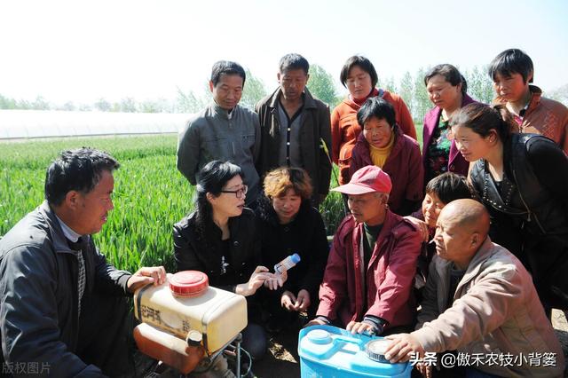 小麦春季要重防纹枯病、赤霉病、白粉病和锈病，打药配方请收好6