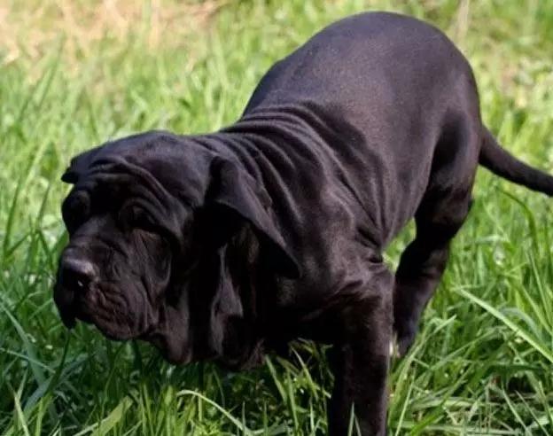 巴西獒犬 巴西獒犬（巴西獒犬和藏獒） 动物