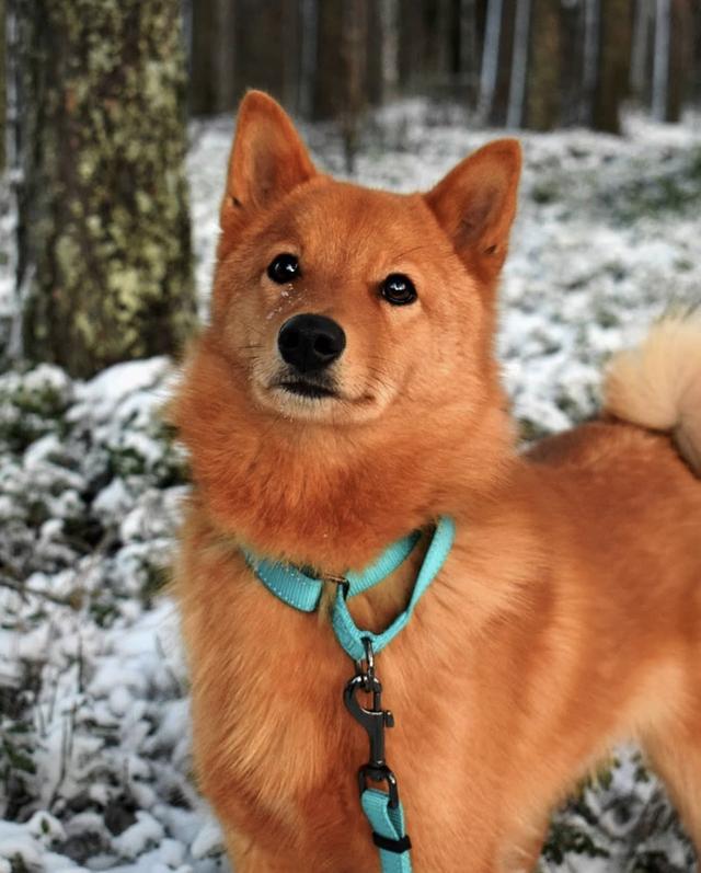 白金汉宫边境牧羊犬