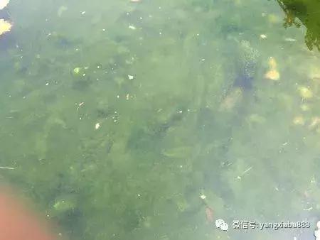 青苔怎么去除