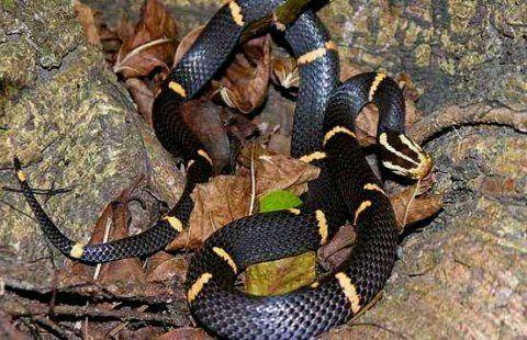 喜玛拉雅白头蛇图片图片
