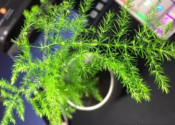 家居风水植物:家居绿植风水要讲究，你家的植物摆对了吗？