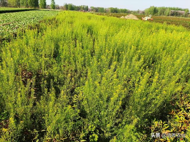 除草剂用量激增，为啥杂草越除越多，有让土地不长草的方法吗1