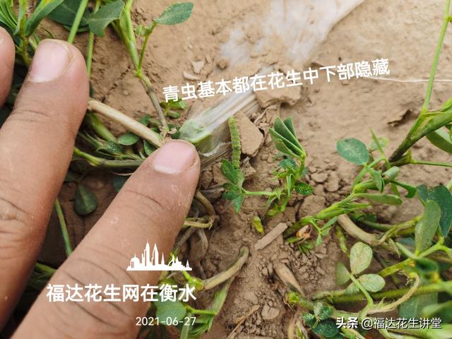 花生地里青虫比较多，打药后还不死，啥原因？4