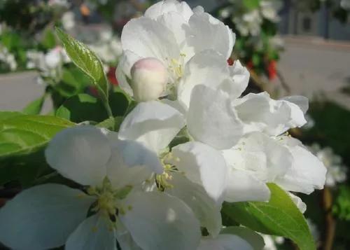 氯氰毒死蜱：防治虫害效果突出，花蕾期也能用？用药禁忌不可大意2