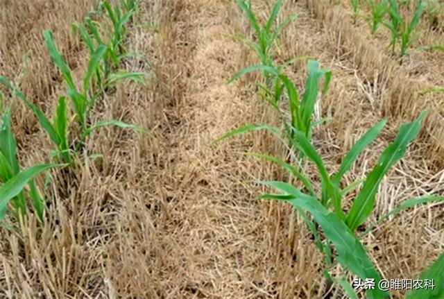 玉米田第一大除草剂，能用于所有玉米品种，除草干净又彻底