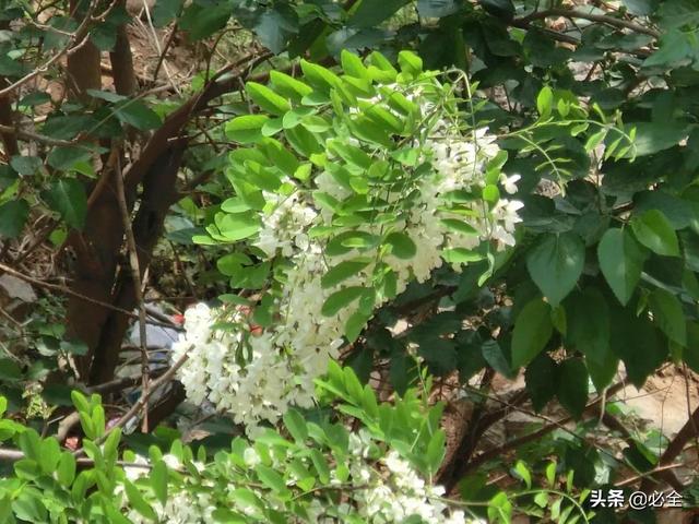 北方宿根花卉 北方宿根花卉（北方宿根花卉有哪些种类） 生活