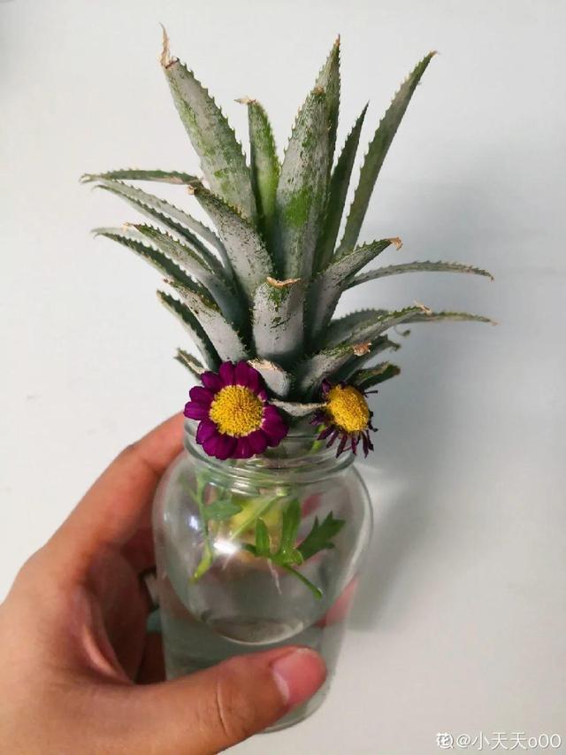 碰碰香有毒吗 碰碰香有毒吗（植物碰碰香有毒吗） 生活