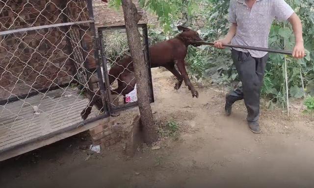 红狼犬(红狼犬打架视频)