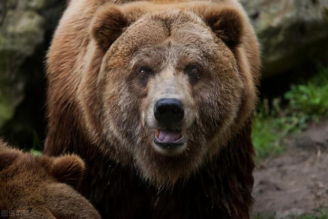 棕熊的战斗力怎么样，棕熊突袭俄罗斯钓友被反杀，“战斗民族”如此彪悍棕熊：没法打