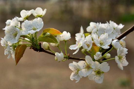 4月开什么花