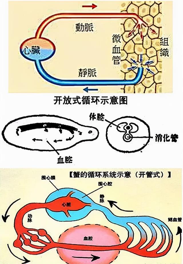 你根本杀不死蟑螂 太阳信息网