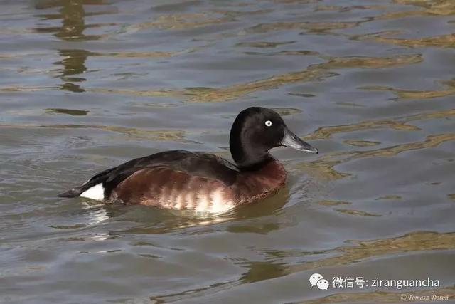 水鸟