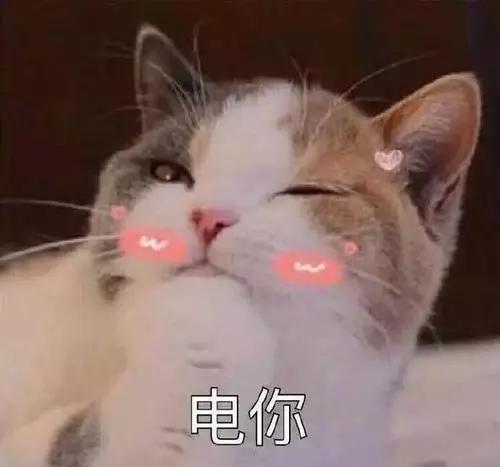 猫的种类