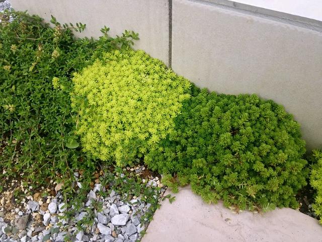 地被植物