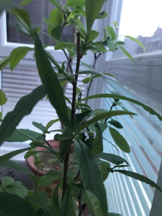 海棠花语
