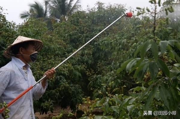 高温多雨，荔枝霜霉疫病高发，掌握科学防治技巧，降低减产风险10