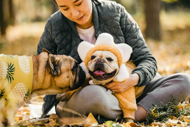 斗牛犬性格