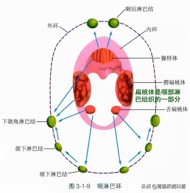 咽淋巴環:咽鼓管扁桃體,咽扁桃體(腺樣體),顎扁桃體,舌扁桃體共同構成