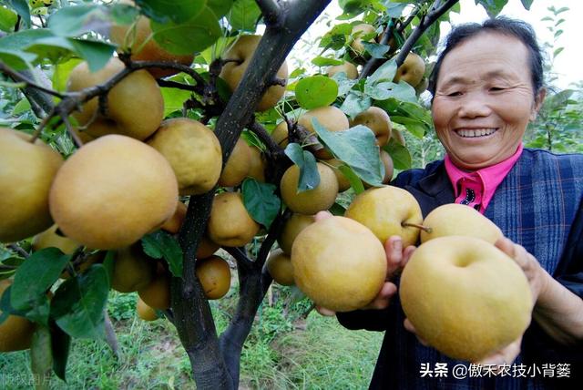 要使果树果实膨大好，除了增施钾肥以外这些营养元素要补好6