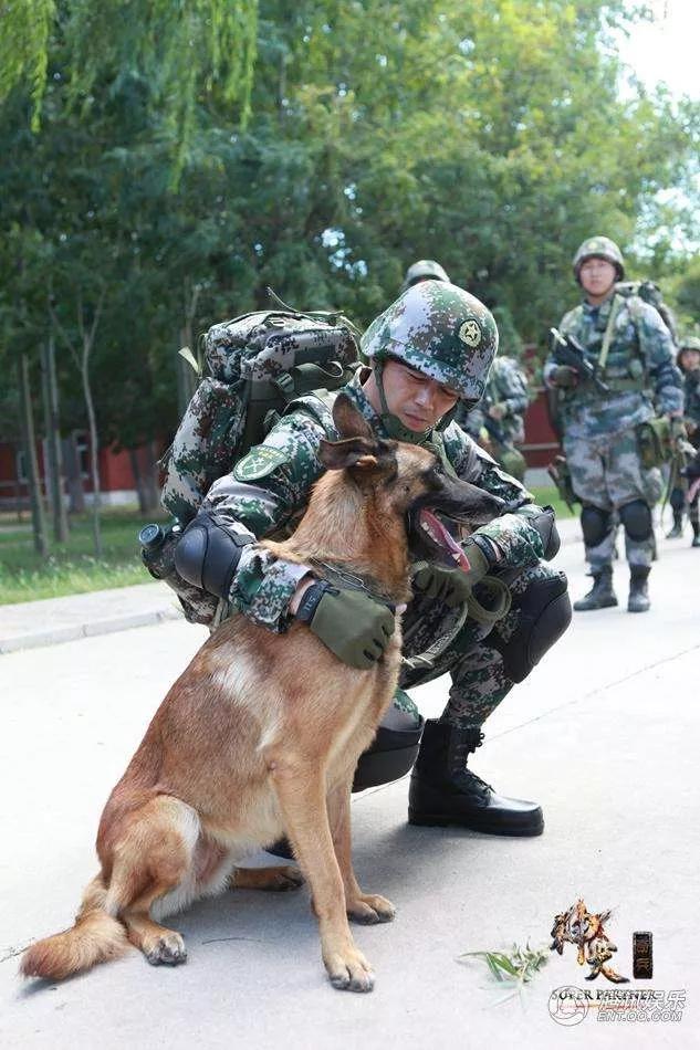 神犬奇兵剧情