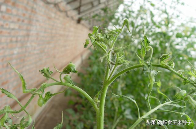 茄瓜果类蔬菜夏季高温期常见生理性障碍及防治措施6