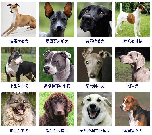 犬 犬（犬儒主义） 动物