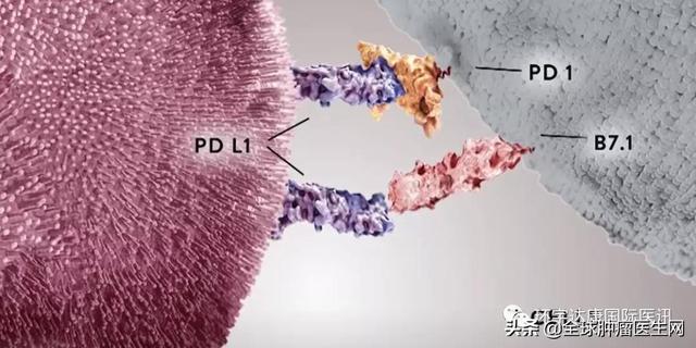 干貨｜國內上市的十大PD-1/L1用藥信息大盤點（2021更新）