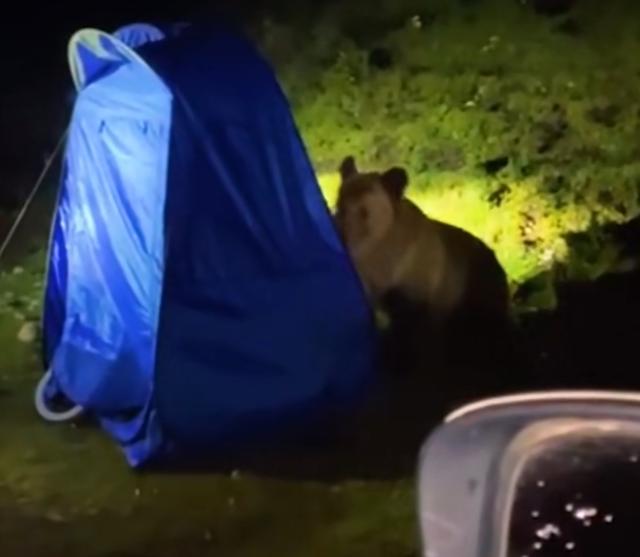 西藏一女孩自駕遊 露營燉牛肉引來野熊 野外遇到黑熊該怎麼辦 旅遊玩家