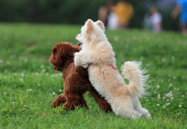 狗狗跑出去不回家是什麼原因(狗狗靠什麼找路回家)-艾拉養犬