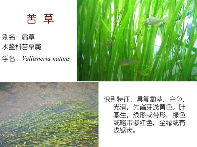 水生植物种类 水生植物种类（水生植物100种） 生活