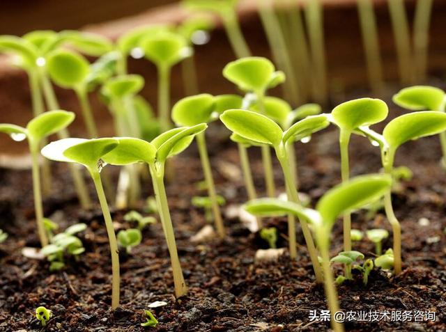 农作物喷洒植物生长调节剂有以下好处