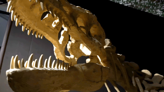 深圳机械展可以带小孩