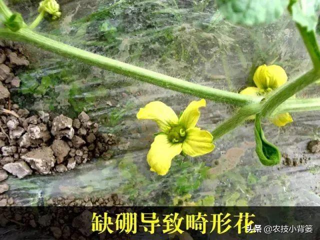 甜瓜缺硼危害大！这些甜瓜缺硼的原因和防治方法，你都知道吗？4