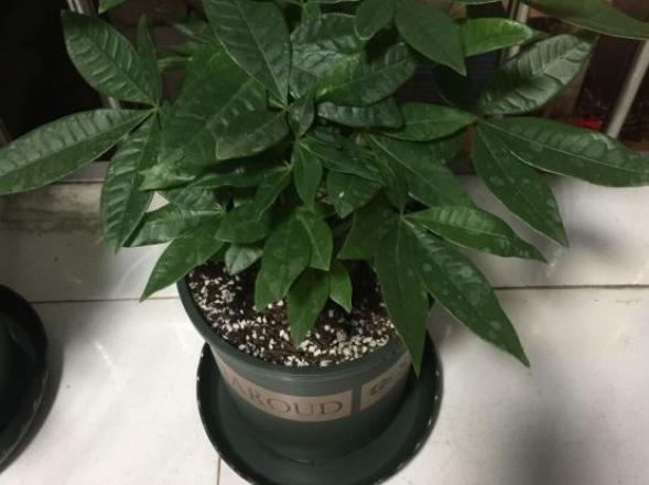 发财树的养殖 发财树的养殖（发财树的养殖方法和注意事项叶子发黄原因） 生活