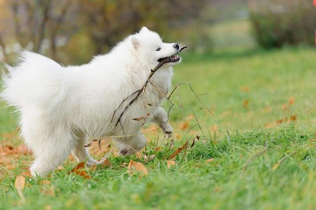 萨摩耶犬